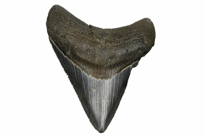 Serrated, 3.23" Fossil Megalodon Tooth - South Carolina